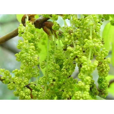 Esencia de Roble