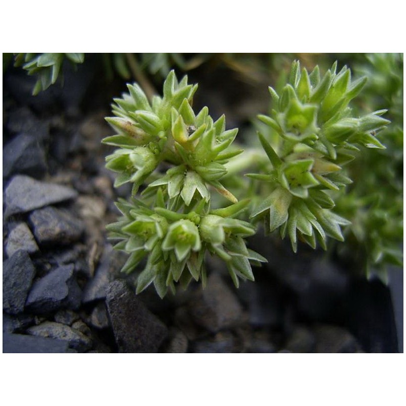 Esencia de Sclerantus