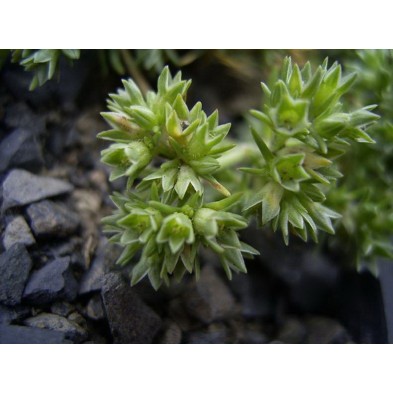 Esencia de Sclerantus