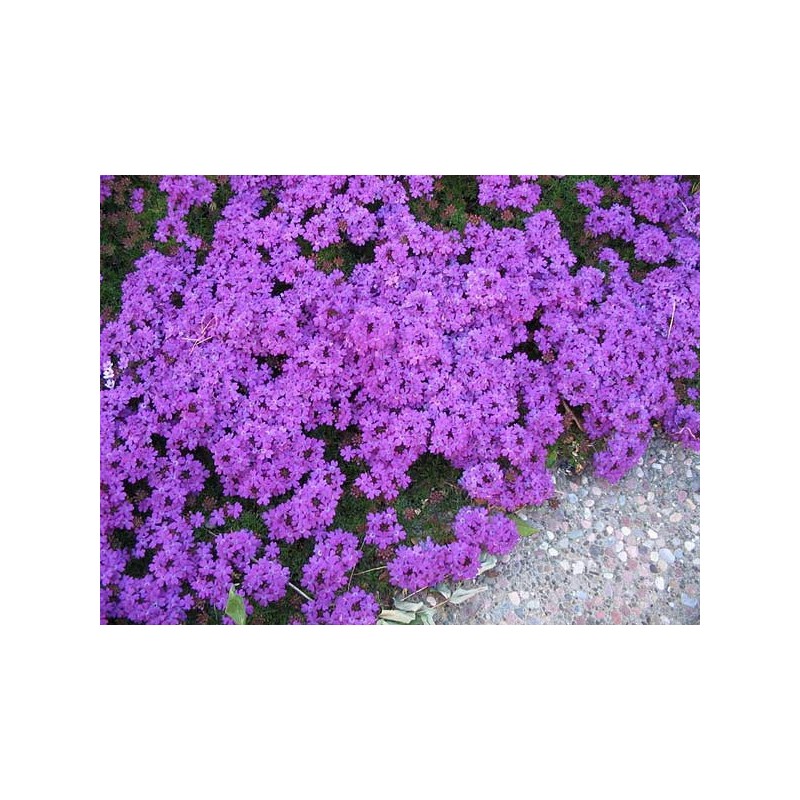 Esencia de Verbena