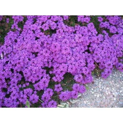 Esencia de Verbena