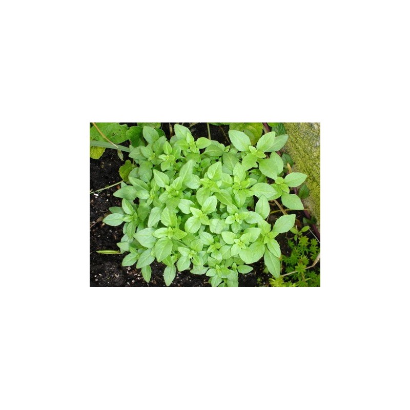 Esencia de Albahaca
