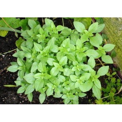 Esencia de Albahaca