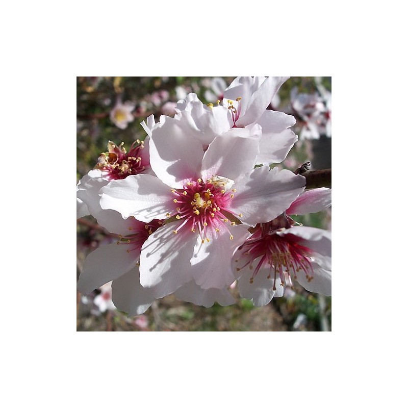 Esencia de Almendro