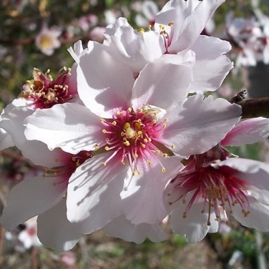 Esencia de Almendro