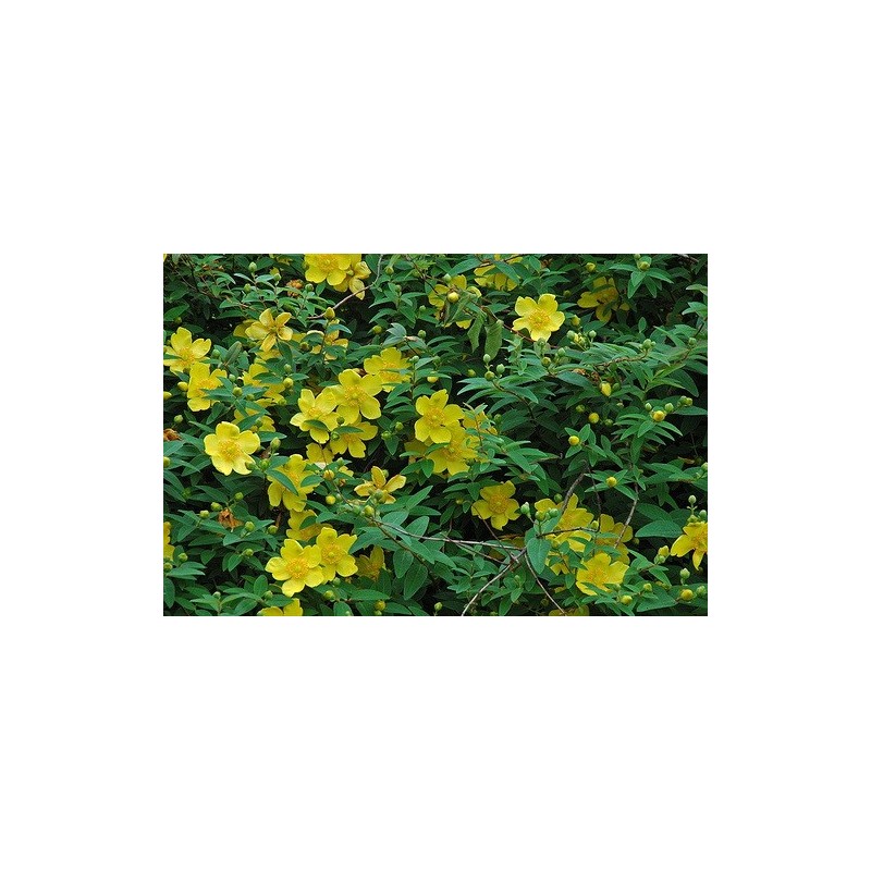 Esencia de Arnica