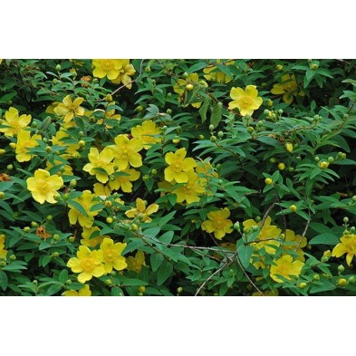 Esencia de Arnica