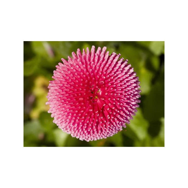 Esencia de Bellis