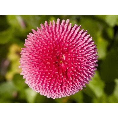 Esencia de Bellis