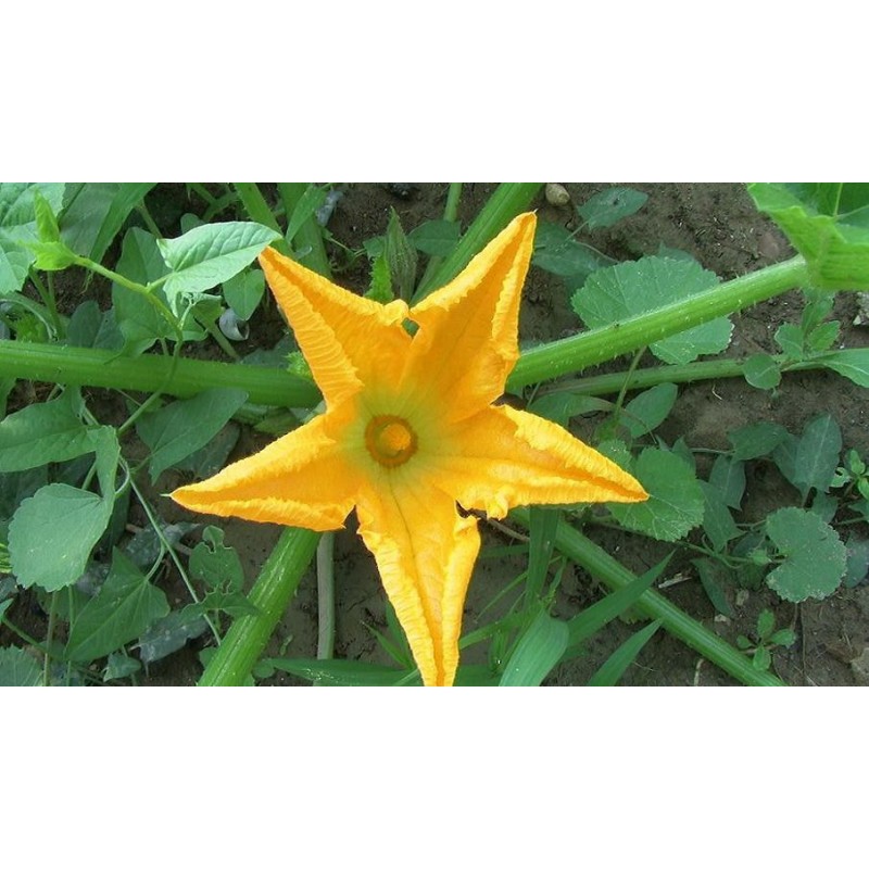 Esencia de Calabacín