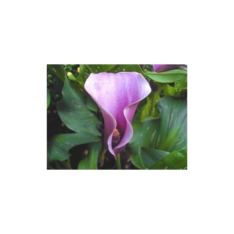 Esencia de Calla