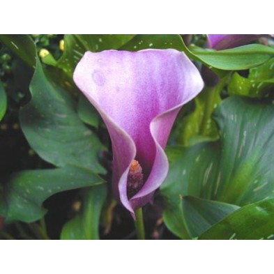 Esencia de Calla