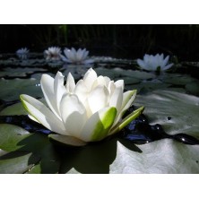 Esencia de Lotus
