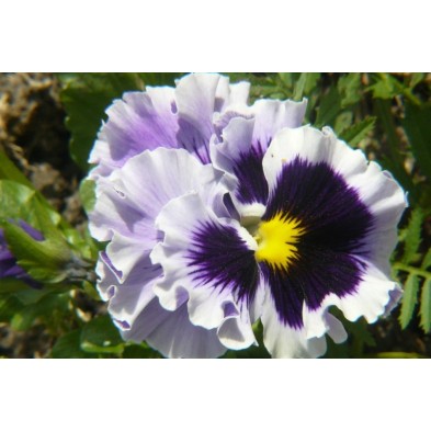Esencia de Violeta Pensamiento