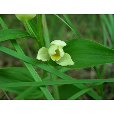 Cephalanthera Damasonium