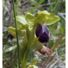 Ophrys Fusca