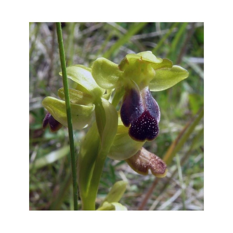Ophrys Fusca