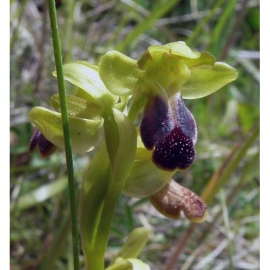 Ophrys Fusca