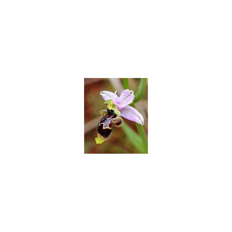 Ophrys Fusca