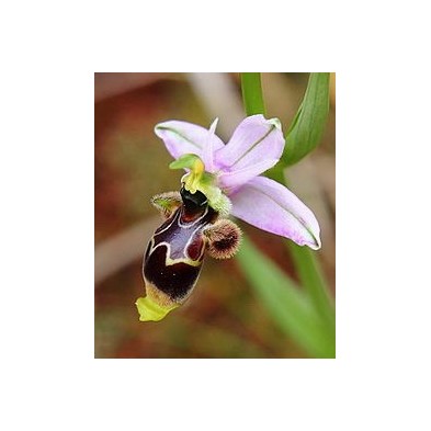 Ophrys Scolopax