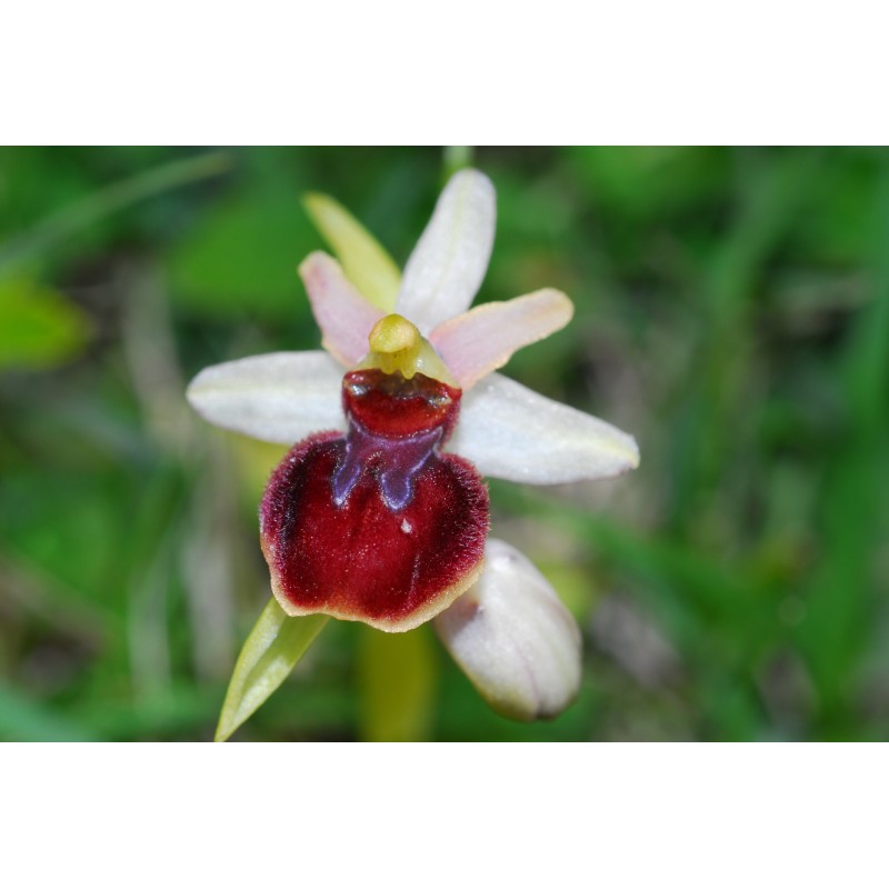 Ophrys Fusca