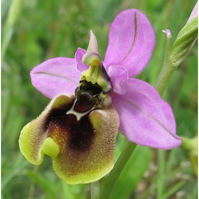Ophrys Tenthredinifera