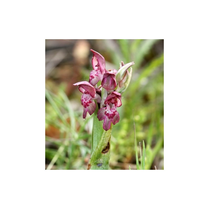 Orchis Fragans