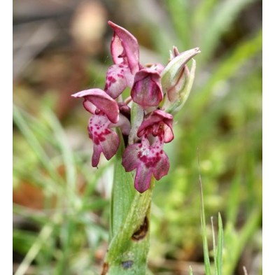 Orchis Fragans