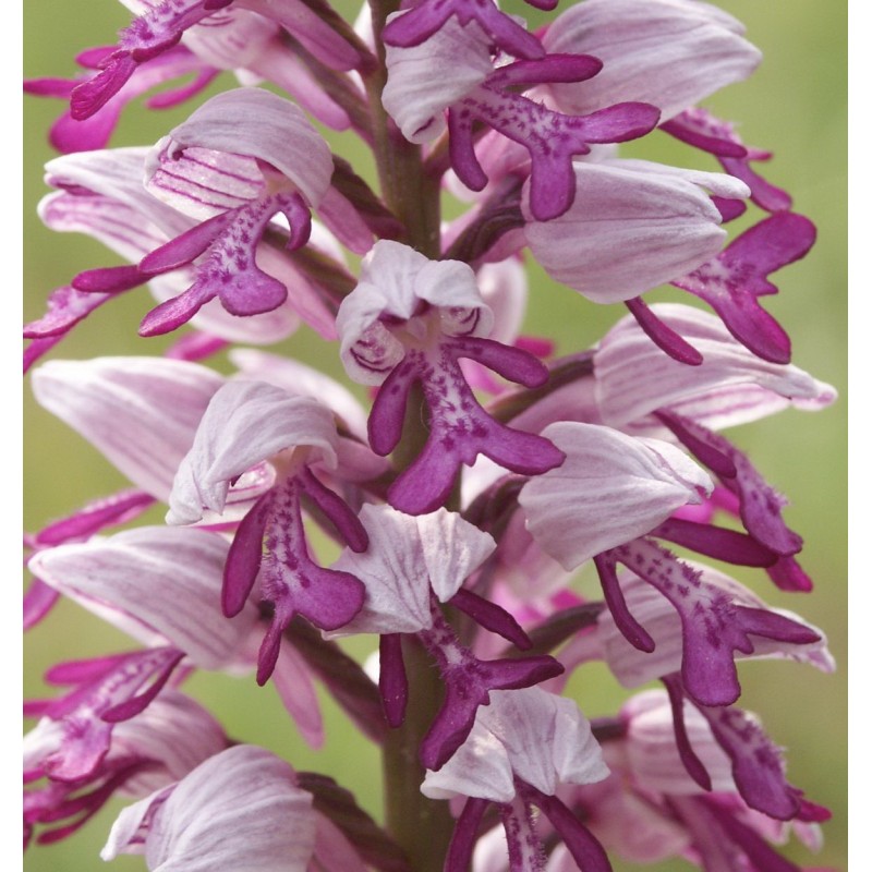 Orchis Militaris