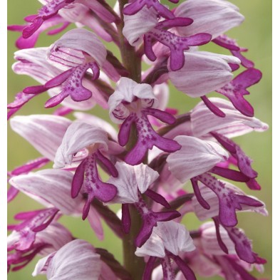 Orchis Militaris