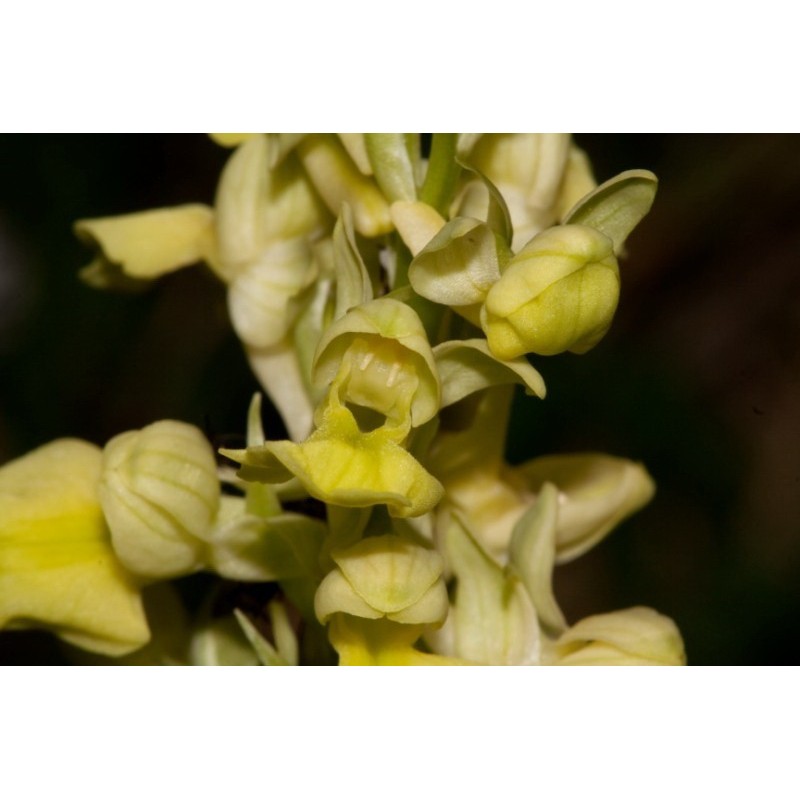 Orchis Militaris