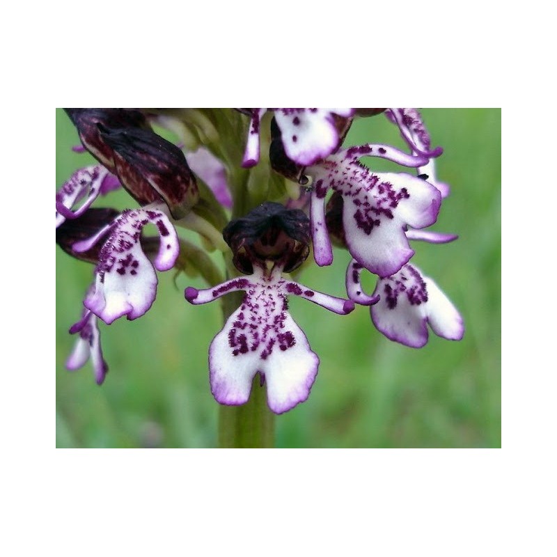 Orchis Pallens