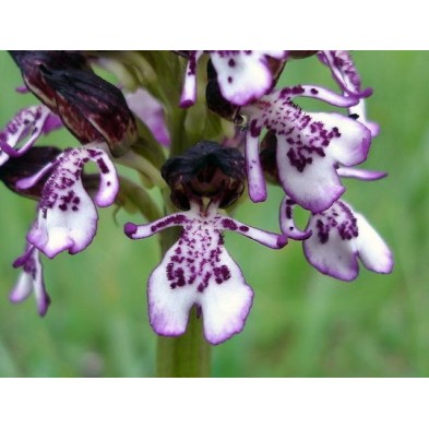 Orchis Purpurea