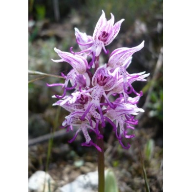 Orchis Simia