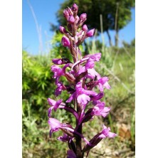 Gymnadenia Conopsea