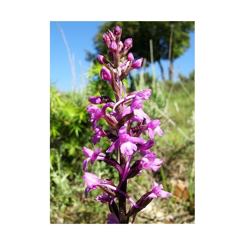 Gymnadenia Conopsea