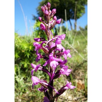 Gymnadenia Conopsea