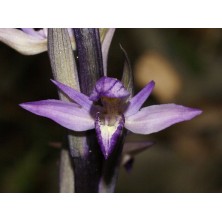 Gymnadenia Conopsea