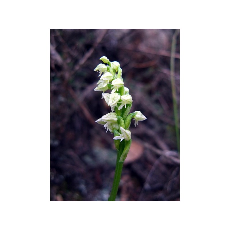 Limodorum Abortivum 