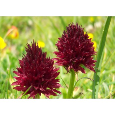 Nigritella Nigra 