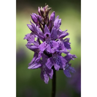 Dactylorhiza Maculata