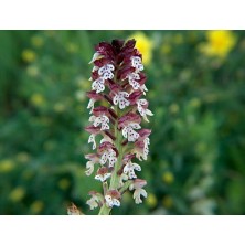 Orchis Ustulata 