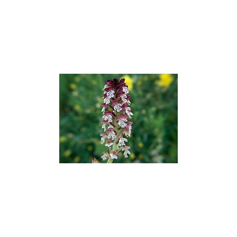 Orchis Ustulata 