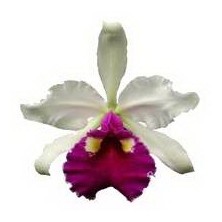 Esencia Orquídea Abundancia