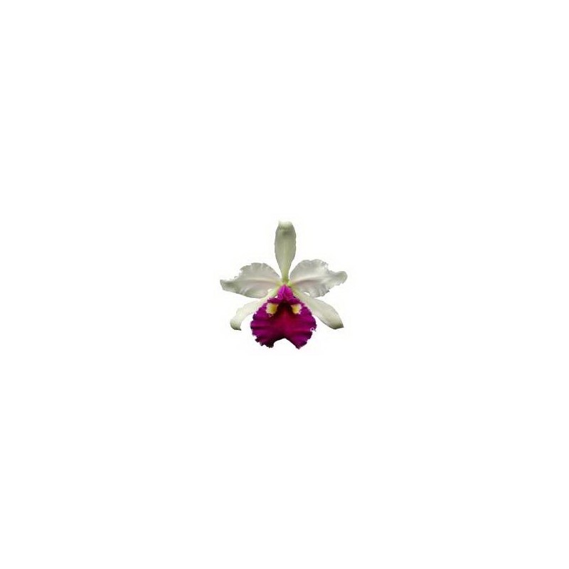 Esencia Orquídea Abundancia