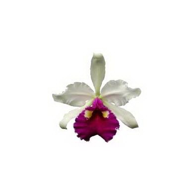 Esencia Orquídea Abundancia