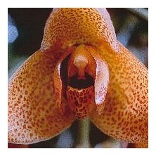 Esencia Orquídea Abundancia