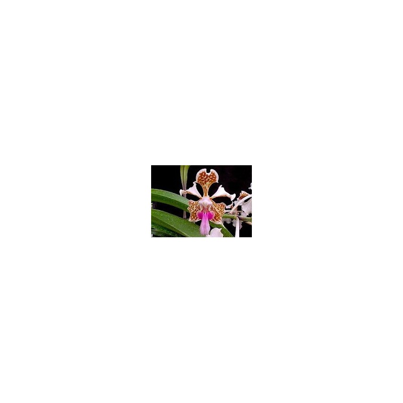 Esencia Orquídea Agresión