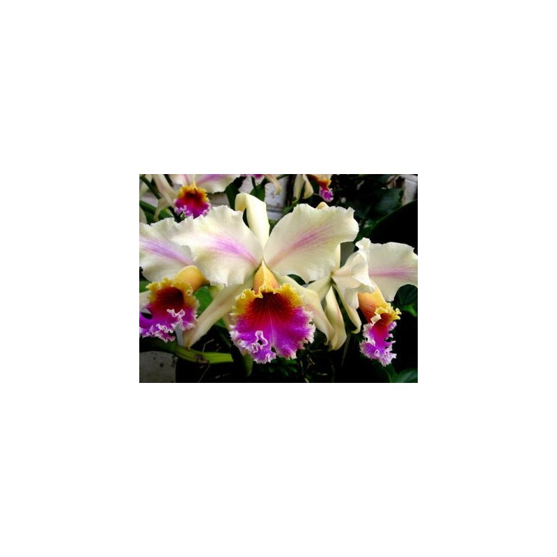 Esencia Orquídea Agresión