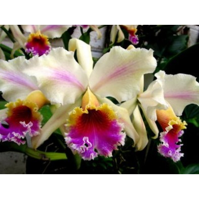 Esencia Orquídea Amazonas 